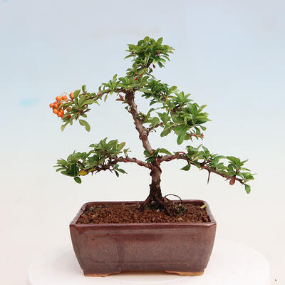 Vonkajšia bonsai-Pyracanta Teton -Hlohyně - 3