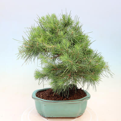 Izbová bonsai-Pinus halepensis-Borovice alepská - 3