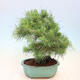 Izbová bonsai-Pinus halepensis-Borovice alepská - 3/4