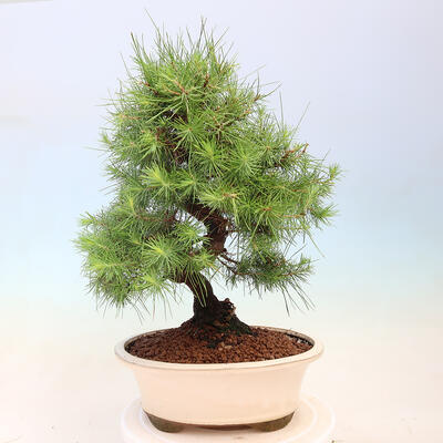 Izbová bonsai-Pinus halepensis-Borovice alepská - 3