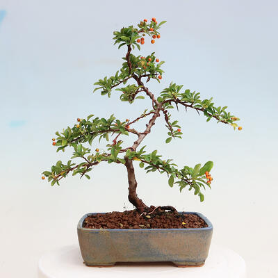 Vonkajšia bonsai-Pyracanta Teton -Hlohyně - 3