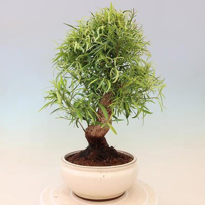 Izbová bonsai - Ficus nerifolia - malolistý fikus - 3