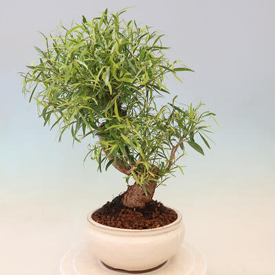 Izbová bonsai - Ficus nerifolia - malolistý fikus - 3