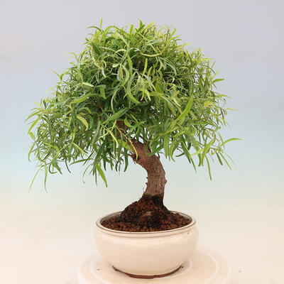 Izbová bonsai - Ficus nerifolia - malolistý fikus - 3