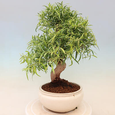 Izbová bonsai - Ficus nerifolia - malolistý fikus - 3