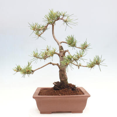 Vonkajšie bonsai - Pinus Sylvestris - Borovica lesná - 3