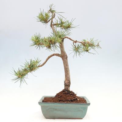 Vonkajšie bonsai - Pinus Sylvestris - Borovica lesná - 3