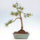 Vonkajšie bonsai - Pinus Sylvestris - Borovica lesná - 3/4