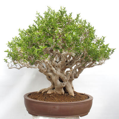 Izbová bonsai - Premna serratifolia - Kozlovoň malolistá - 3