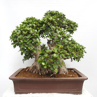 Izbová bonsai - Ficus Panda - malolistý fikus - 3