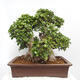 Izbová bonsai - Ficus Panda - malolistý fikus - 3/5