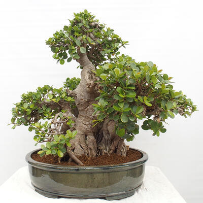 Izbová bonsai - Ficus Panda - malolistý fikus - 3