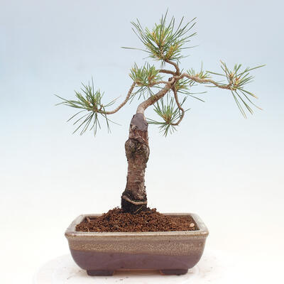 Vonkajšie bonsai - Pinus Sylvestris - Borovica lesná - 3