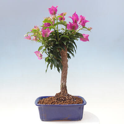 Izbová bonsai - Bouganwilea - 3