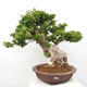 Izbová bonsai - Bouganwilea - 3/6