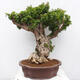 Izbová bonsai - Bouganwilea - 3/6