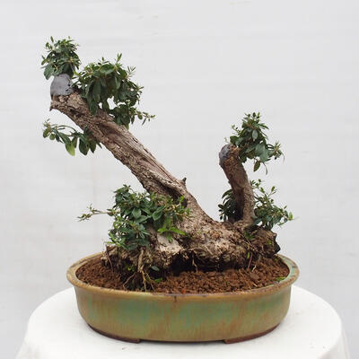 Izbová bonsai - Olea europaea sylvestris -Oliva európska drobnolistá - 3