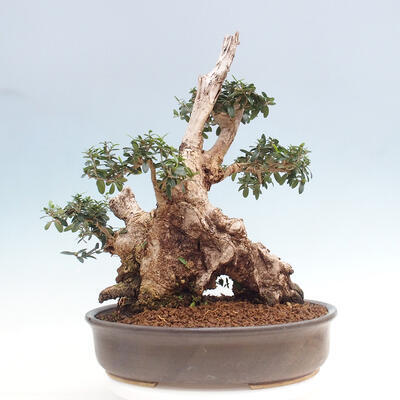 Izbová bonsai - Olea europaea sylvestris -Oliva európska drobnolistá - 3