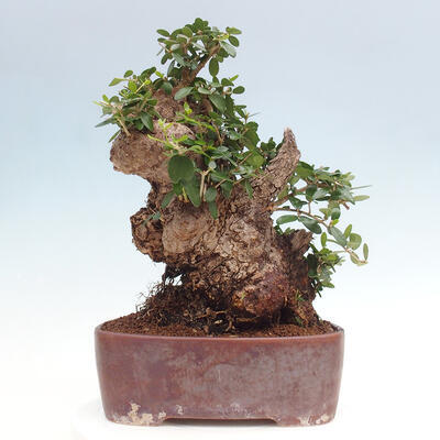 Izbová bonsai - Olea europaea sylvestris -Oliva európska drobnolistá - 3