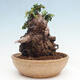 Izbová bonsai - Olea europaea sylvestris -Oliva európska drobnolistá - 3/7