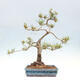 Vonkajšie bonsai - Pinus Sylvestris - Borovica lesná - 3/4