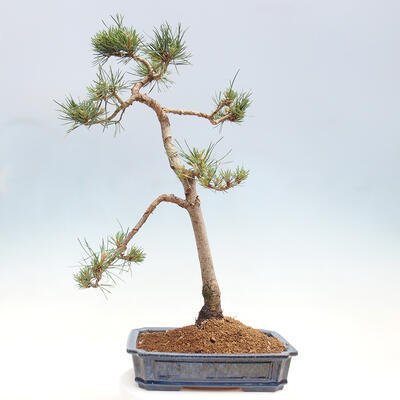 Vonkajšie bonsai - Pinus Sylvestris - Borovica lesná - 3