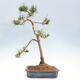 Vonkajšie bonsai - Pinus Sylvestris - Borovica lesná - 3/4