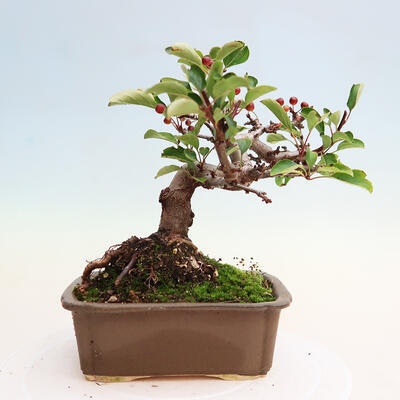 Vonkajší bonsai - Malus sergentiu - Maloplodá jabloň - 3