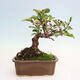 Vonkajší bonsai - Malus sergentiu - Maloplodá jabloň - 3/6