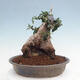 Izbová bonsai - Olea europaea sylvestris -Oliva európska drobnolistá - 3/7