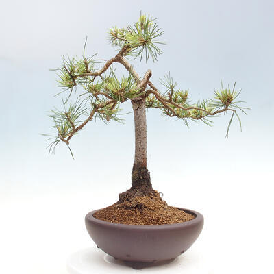 Vonkajšie bonsai - Pinus Sylvestris - Borovica lesná - 3