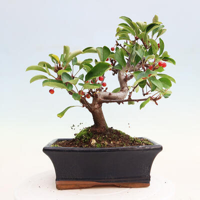 Vonkajší bonsai - Malus sergentiu - Maloplodá jabloň - 3