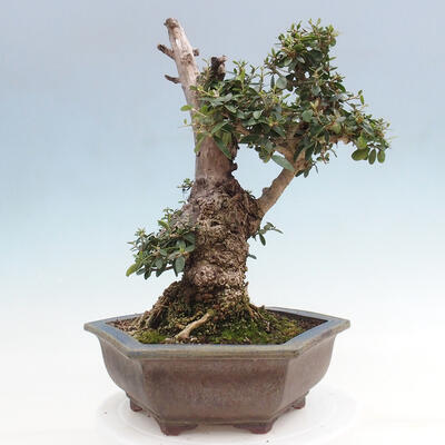 Izbová bonsai - Olea europaea sylvestris -Oliva európska drobnolistá - 3