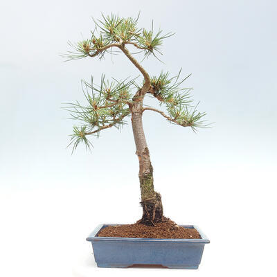 Vonkajšie bonsai - Pinus Sylvestris - Borovica lesná - 3