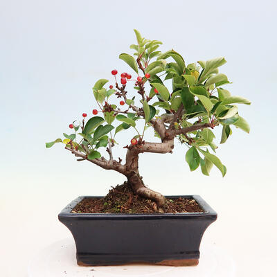 Vonkajší bonsai - Malus sergentiu - Maloplodá jabloň - 3