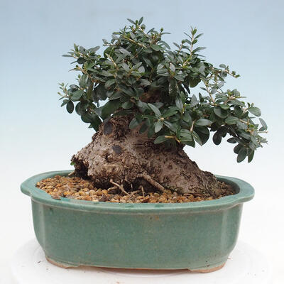 Izbová bonsai - Olea europaea sylvestris -Oliva európska drobnolistá - 3