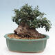 Izbová bonsai - Olea europaea sylvestris -Oliva európska drobnolistá - 3/7