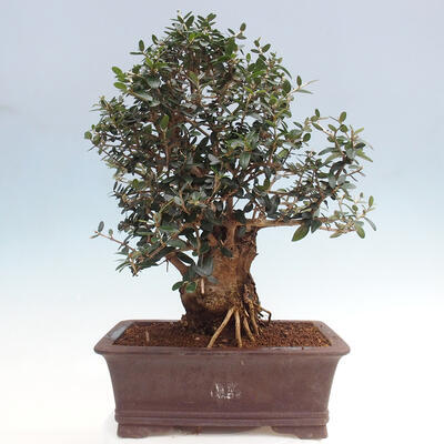 Izbová bonsai - Olea europaea sylvestris -Oliva európska drobnolistá - 3