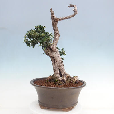 Izbová bonsai - Olea europaea sylvestris -Oliva európska drobnolistá - 3