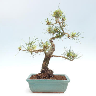 Vonkajšie bonsai - Pinus Sylvestris - Borovica lesná - 3