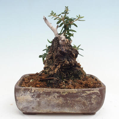 Izbová bonsai - Olea europaea sylvestris -Oliva európska drobnolistá - 3