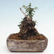 Izbová bonsai - Olea europaea sylvestris -Oliva európska drobnolistá - 3/7