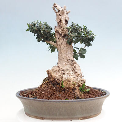 Izbová bonsai - Olea europaea sylvestris -Oliva európska drobnolistá - 3