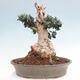 Izbová bonsai - Olea europaea sylvestris -Oliva európska drobnolistá - 3/7