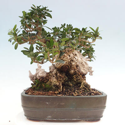 Izbová bonsai - Olea europaea sylvestris -Oliva európska drobnolistá - 3