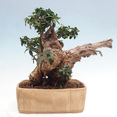 Izbová bonsai - Olea europaea sylvestris -Oliva európska drobnolistá - 3