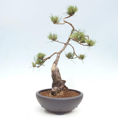 Vonkajšie bonsai - Pinus Sylvestris - Borovica lesná - 3