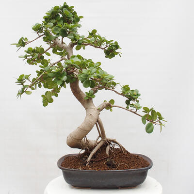 Izbová bonsai - Ficus Panda - malolistý fikus - 3