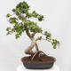 Izbová bonsai - Ficus Panda - malolistý fikus - 3/6