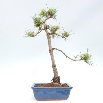 Vonkajšie bonsai - Pinus Sylvestris - Borovica lesná - 3